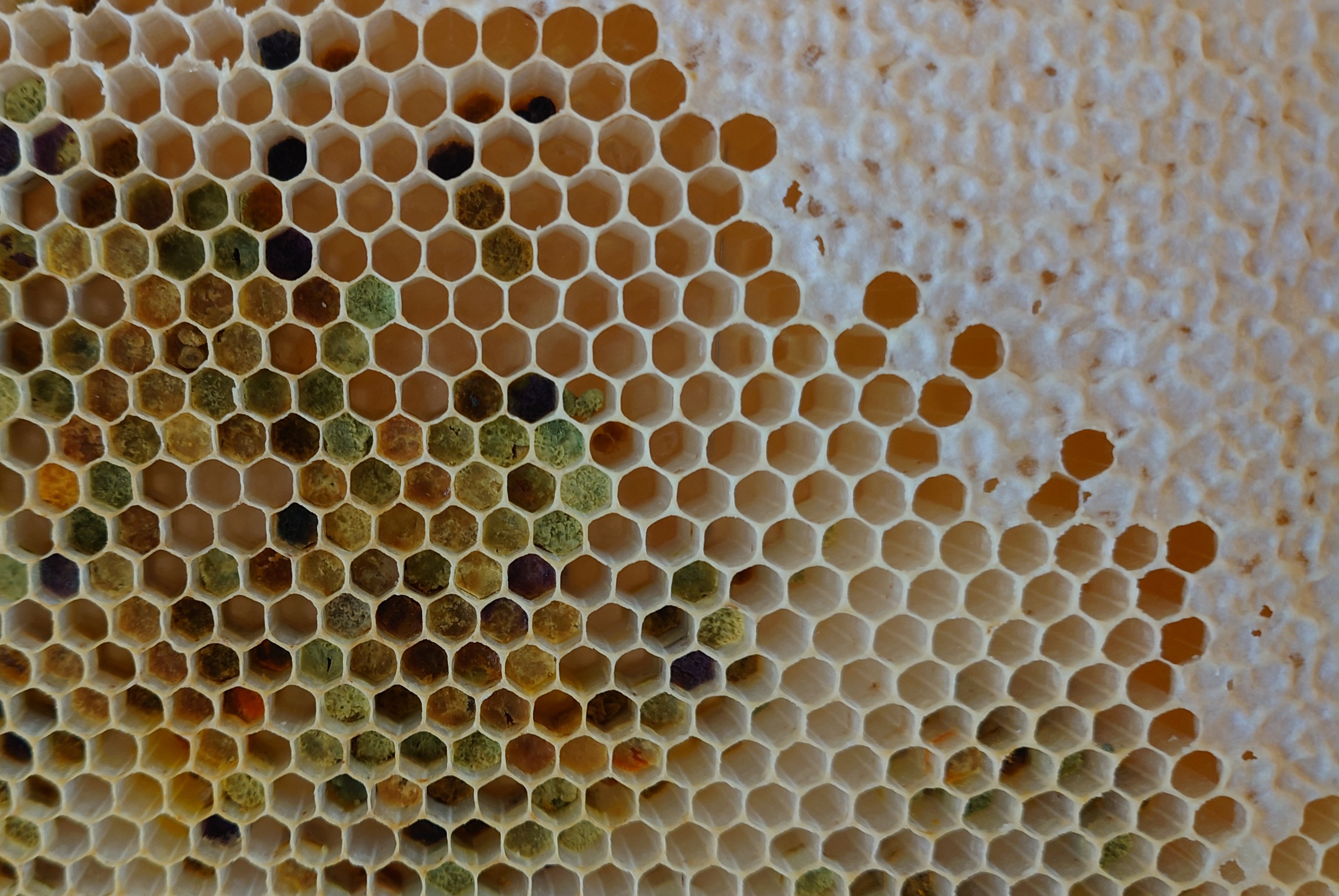 Visste du at det anerkjente National Institute for health and care excellence (NICE) i England nå anbefaler honning mot hoste?